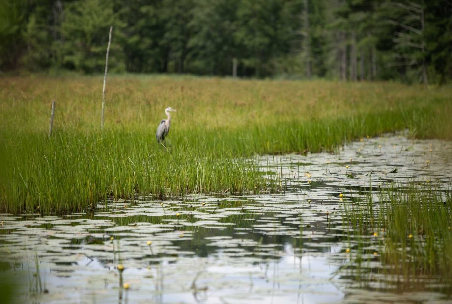 Conservation land in Sturbridge, Massachusetts